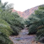 محليات السعودية: نائب وزير الصناعة والثروة المعدنية يطلق مبادرة “منح المصانع الابتكارية”