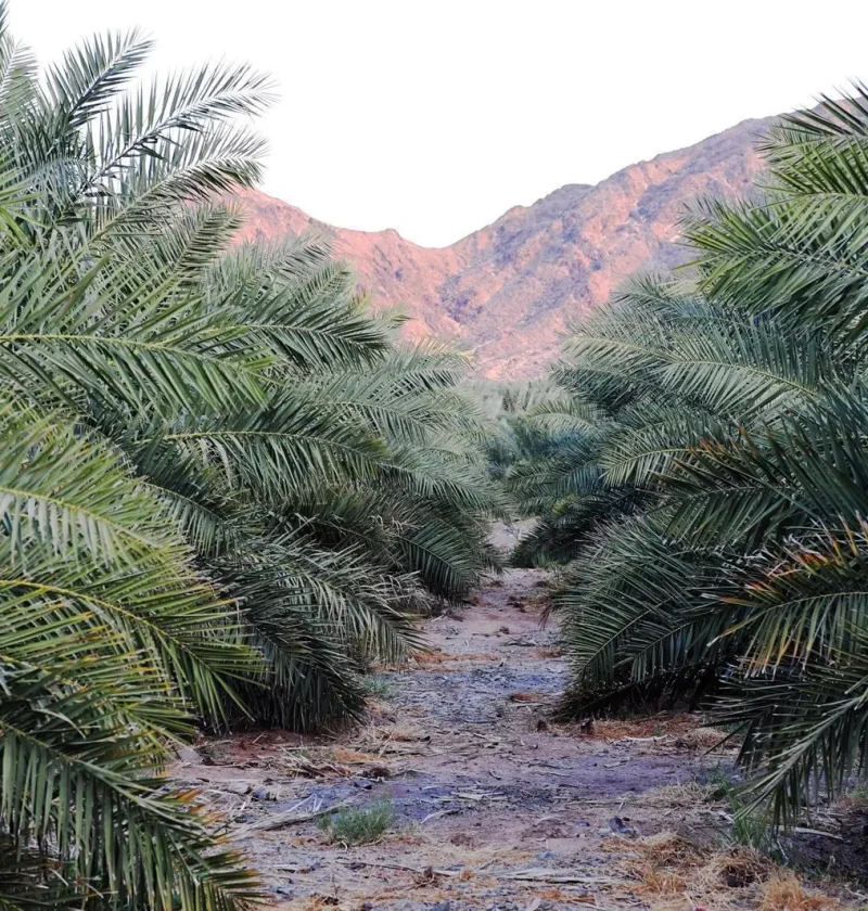 محليات السعودية: 8 ملايين نخلة تفتح آفاقًا استثمارية في قطاع إنتاج وتصدير التمور وصناعاتها التحويلية في المدينة المنورة
